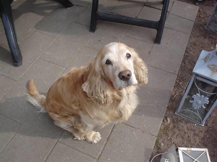 Cocker spaniel Rolighedens buller  Himmelhund 2011 billede 1