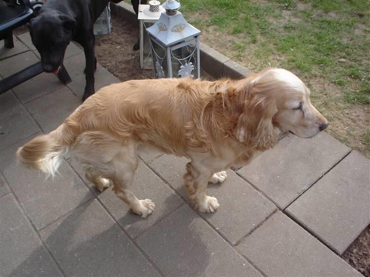 Cocker spaniel Rolighedens buller  Himmelhund 2011 billede 2