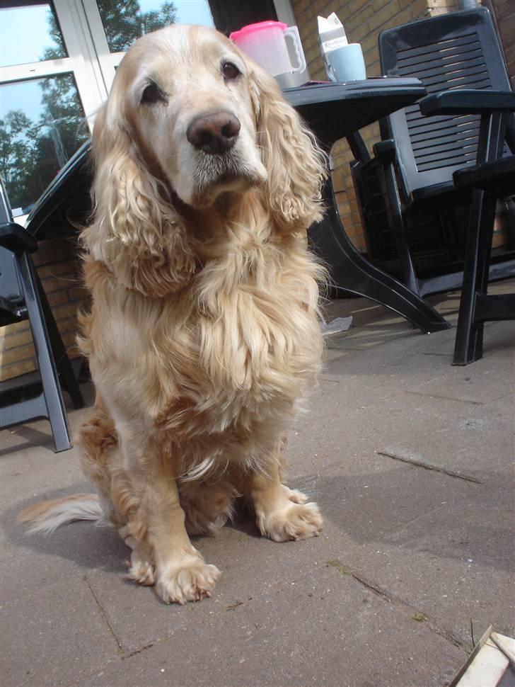 Cocker spaniel Rolighedens buller  Himmelhund 2011 billede 3