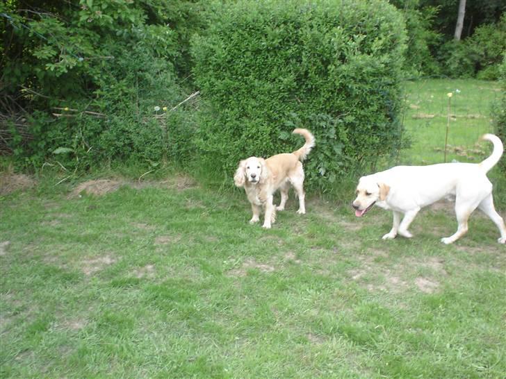 Cocker spaniel Rolighedens buller  Himmelhund 2011 - her er jeg sammen  med dumle  billede 4