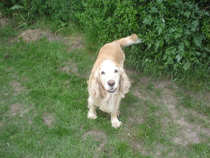 Cocker spaniel Rolighedens buller  Himmelhund 2011 billede 5