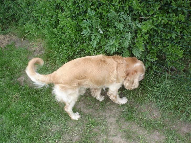 Cocker spaniel Rolighedens buller  Himmelhund 2011 billede 6