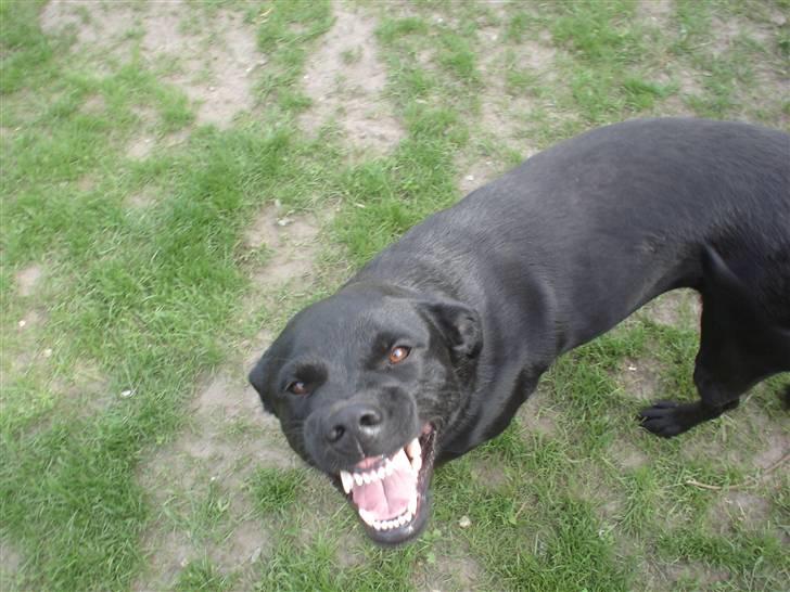 Blanding af racer Trine<3 - ja smil det kan jeg  billede 1