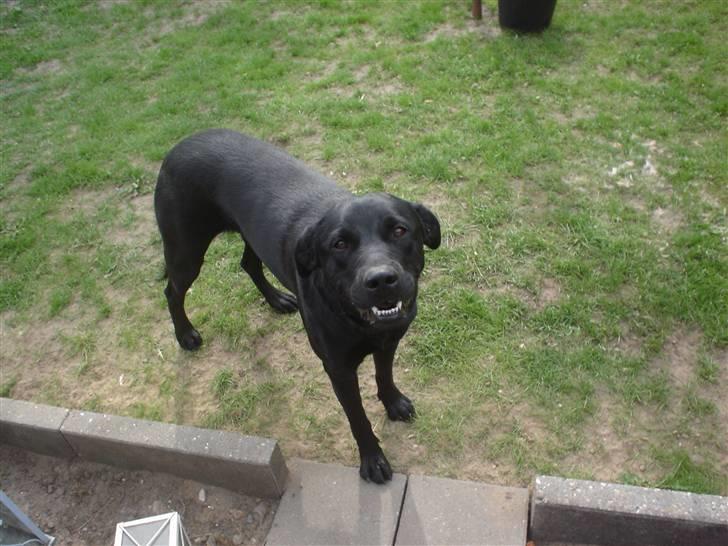 Blanding af racer Trine<3 billede 2