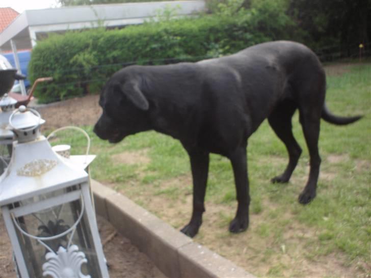 Blanding af racer Trine<3 billede 3