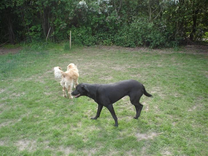 Blanding af racer Trine<3 billede 6