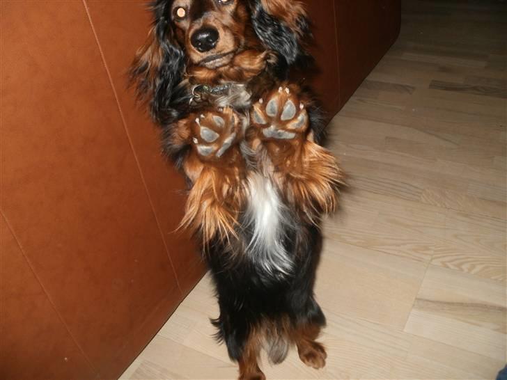 Dværggravhund Noah billede 14