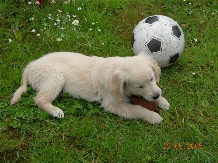 Golden retriever Anton - anton da han var lille sødt ikk?? billede 2