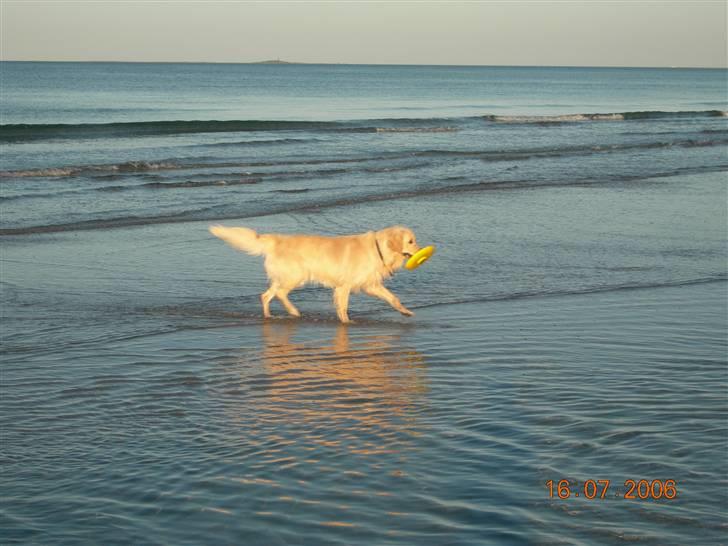 Golden retriever Anton - så bader vi!!<3 billede 3