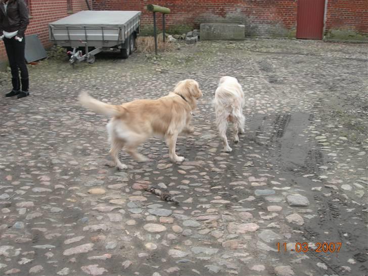 Golden retriever Anton - hehe hundebesøg! billede 4