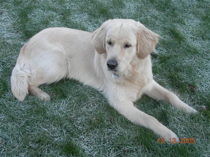Golden retriever Anton - godt taget! billede 5