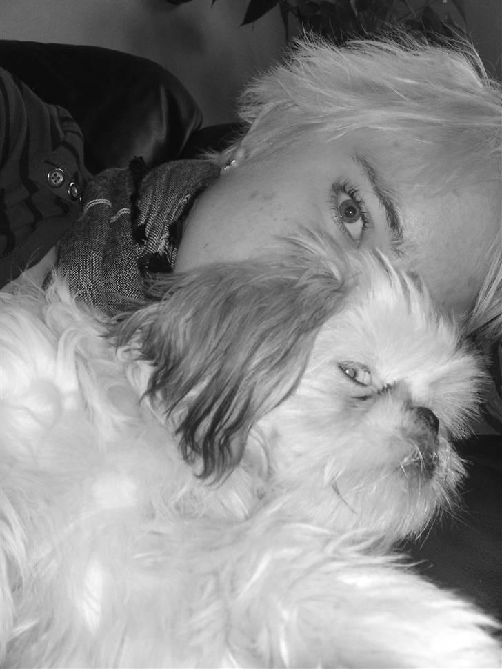 Shih tzu Kaisia - Kaisia´s lillesøster Maggie... Fra samme kennel som Kaisia, men dog ikke i familie   :) billede 13