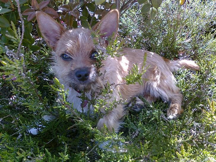 Blanding af racer Freja <3 - Tæt på billede 15