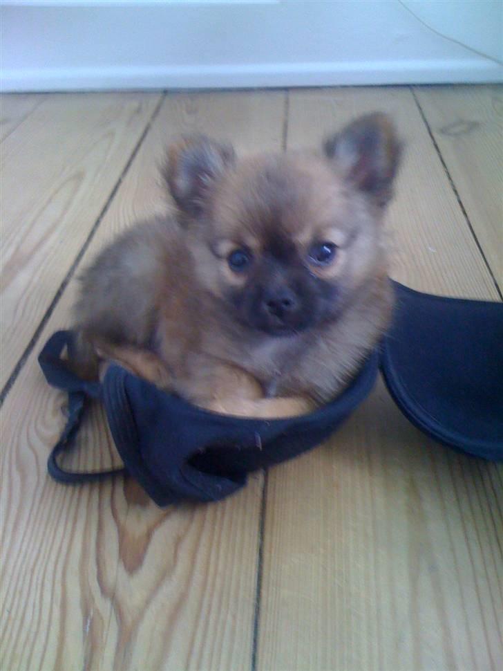 Blanding af racer Walter - ny "hundekurv" ;-) billede 7