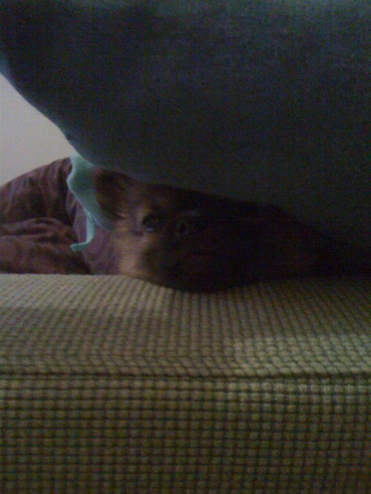 Blanding af racer Walter - gider ikke have taget billeder.. billede 8