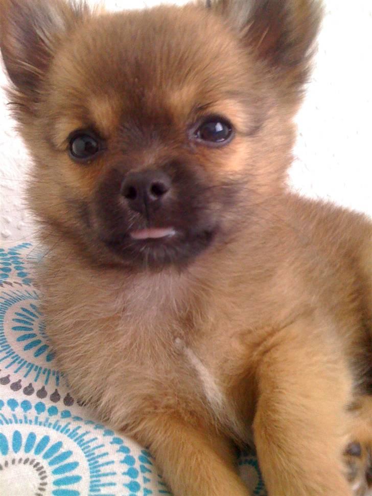 Blanding af racer Walter billede 9