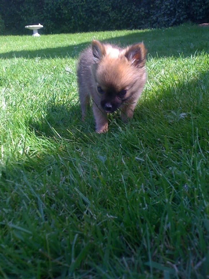 Blanding af racer Walter billede 10