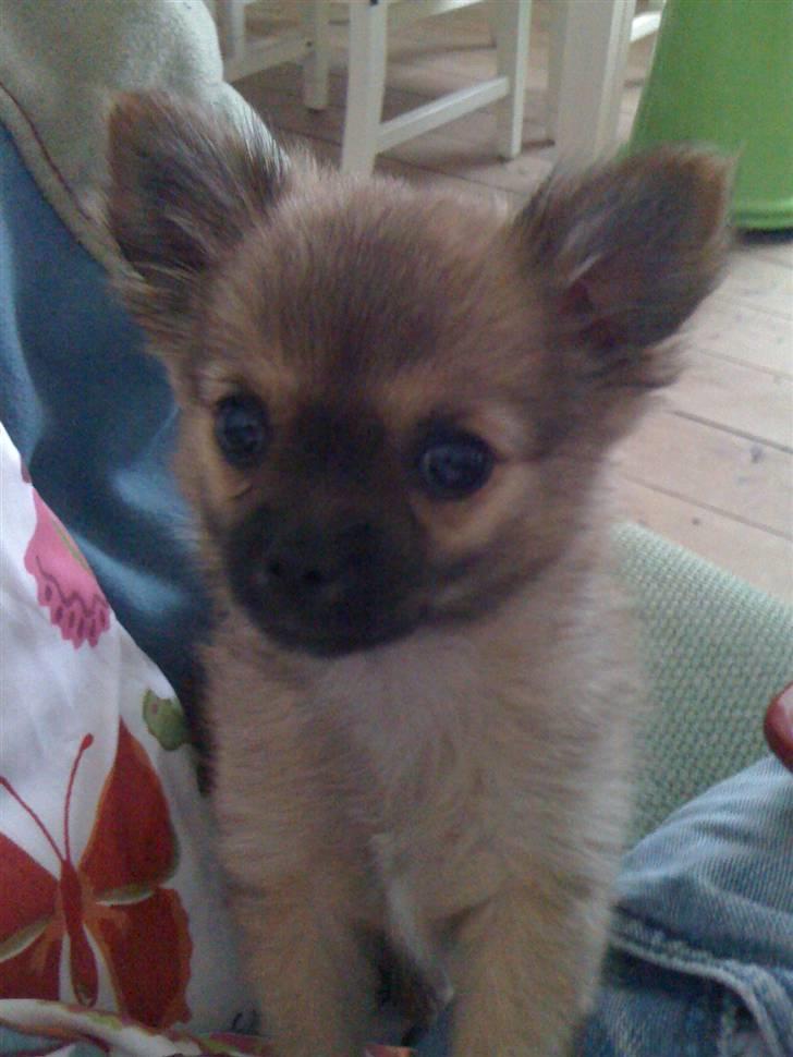 Blanding af racer Walter billede 11