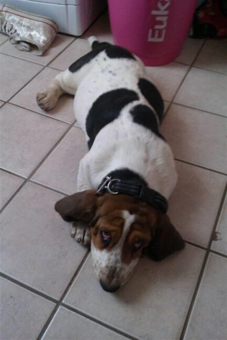 Basset hound Jentriols Godzilla billede 10