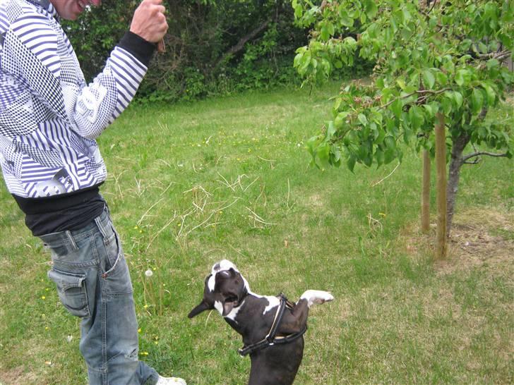 Boston terrier Cozak billede 16