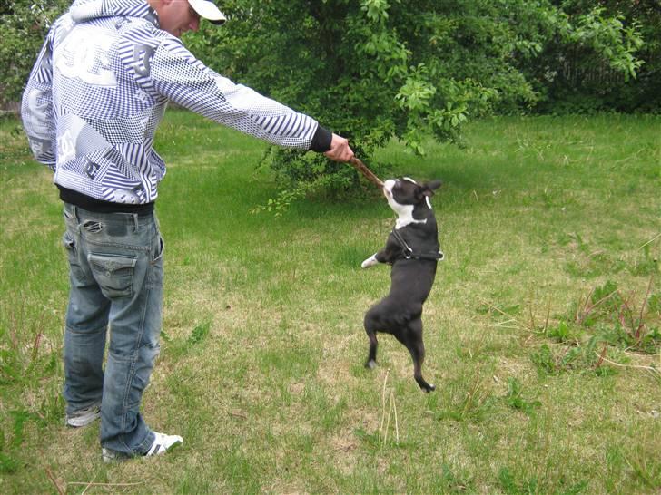 Boston terrier Cozak billede 17