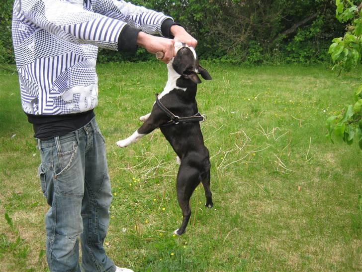 Boston terrier Cozak billede 18