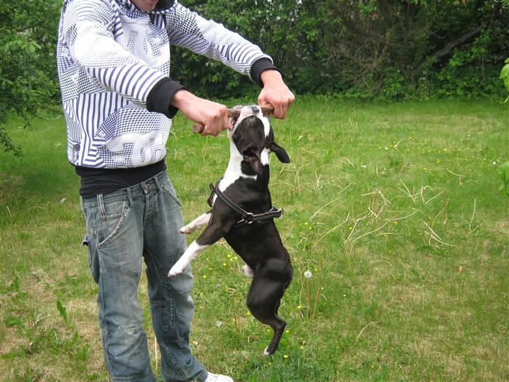 Boston terrier Cozak billede 19