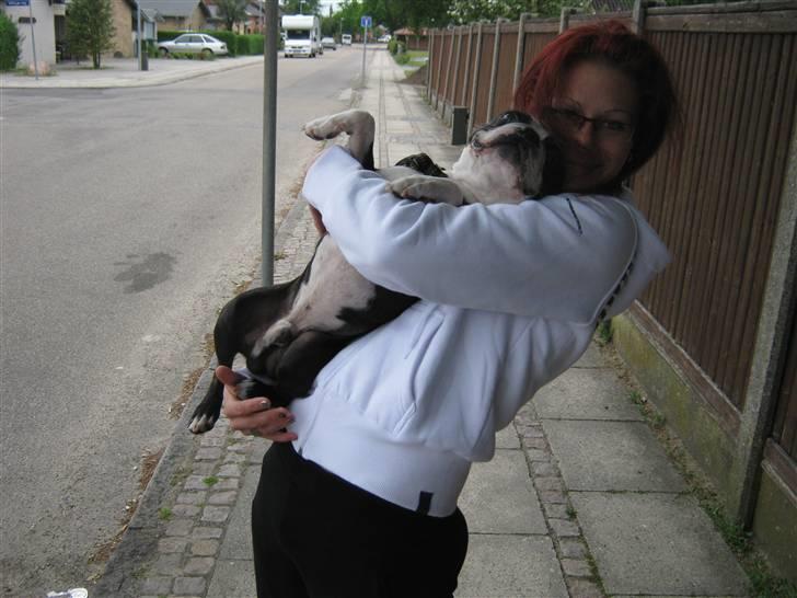 Boston terrier Cozak billede 20