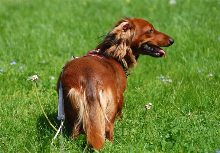 Dværggravhund Cookie billede 12