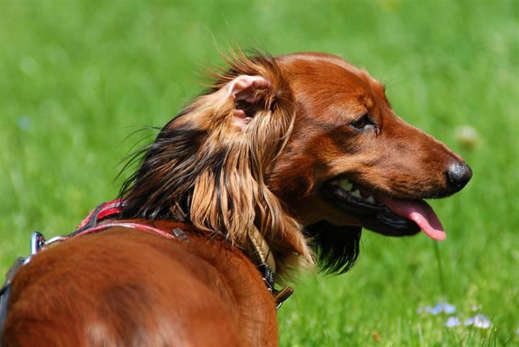 Dværggravhund Cookie billede 13