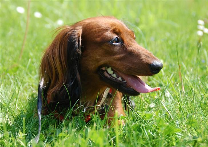 Dværggravhund Cookie billede 14
