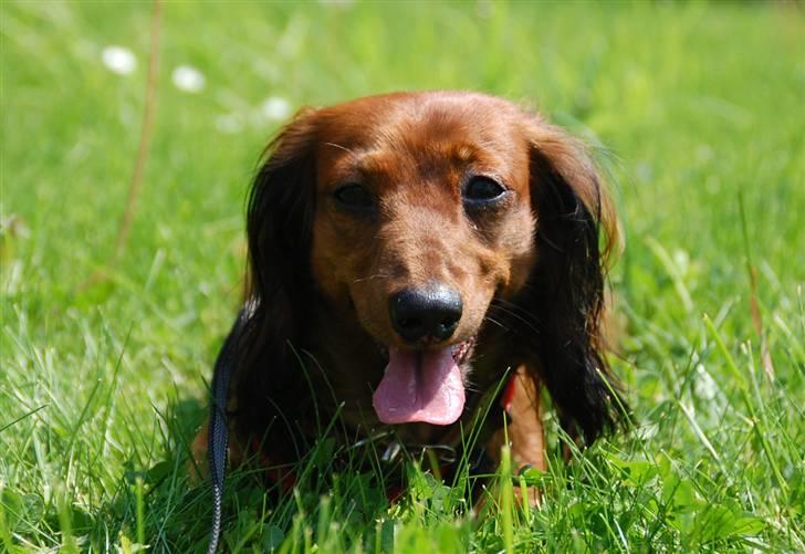 Dværggravhund Cookie billede 15