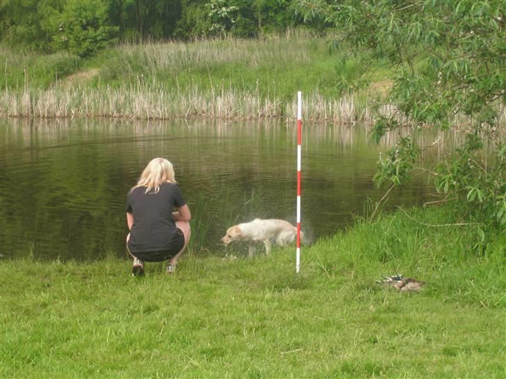 Labrador retriever Cleo - 6/6-10 . Apporteringsprøve, her en enkeltmarkering på vand . Hun har godt nok sluppert apportemnet og ryster sig, men ellers klarede hun det flot ;) .. billede 16