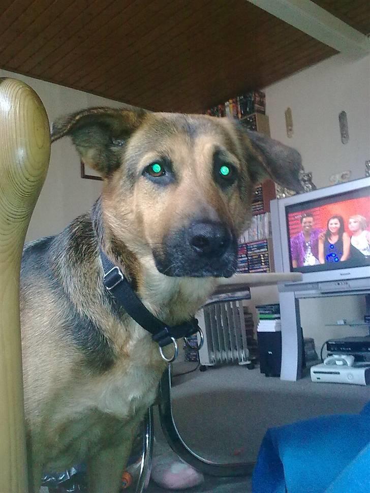 Blanding af racer cille ***RIP*** billede 16