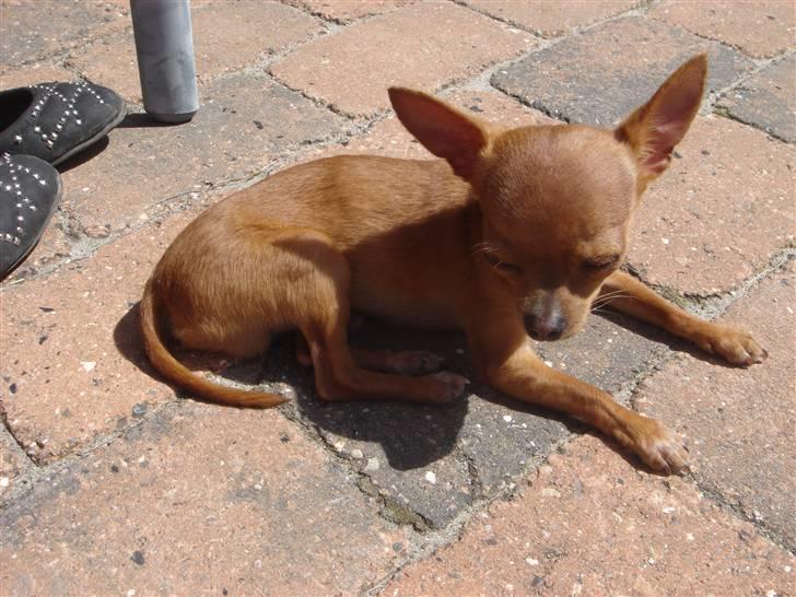 Chihuahua NIKO billede 6
