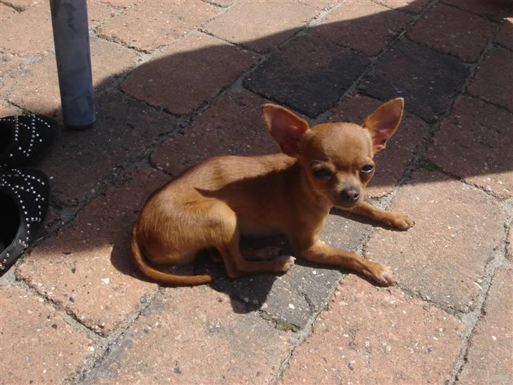 Chihuahua NIKO billede 7
