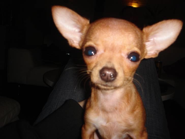 Chihuahua NIKO billede 8