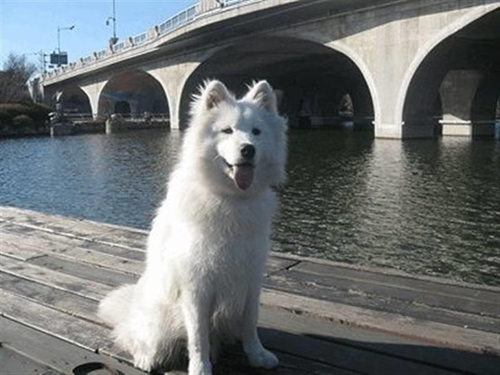 Samojedhund xiahky billede 10