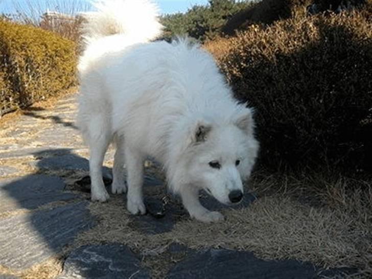 Samojedhund xiahky billede 11