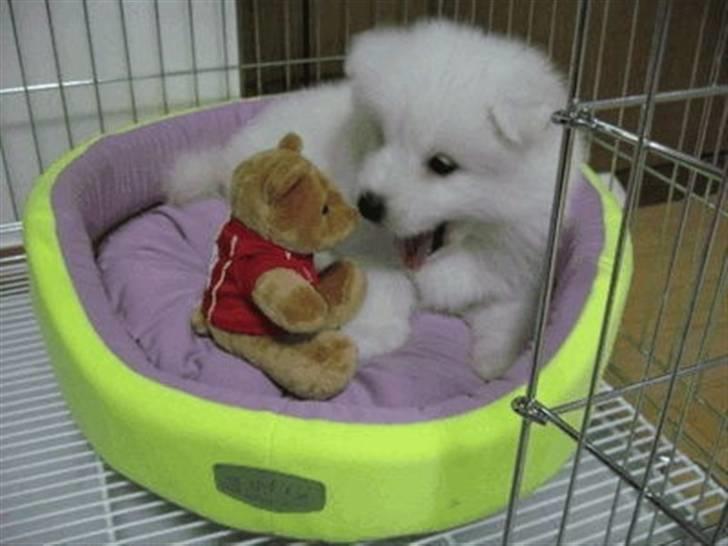 Samojedhund xiahky billede 12