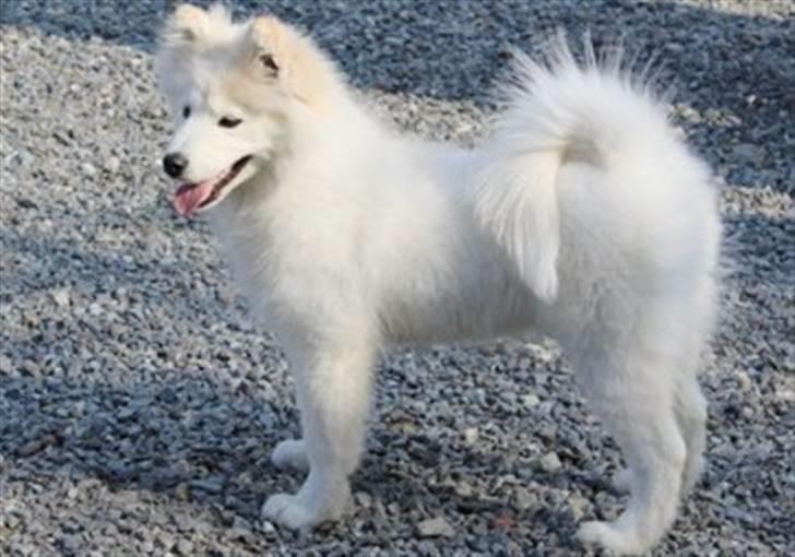 Samojedhund xiahky billede 13