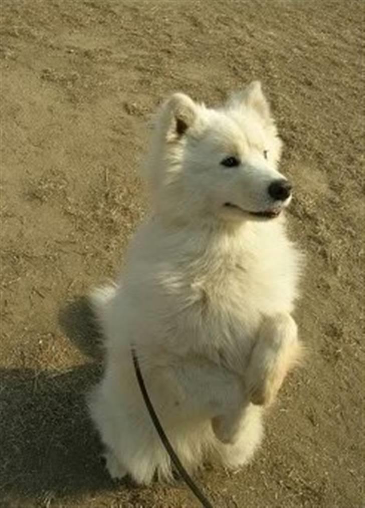 Samojedhund xiahky billede 14