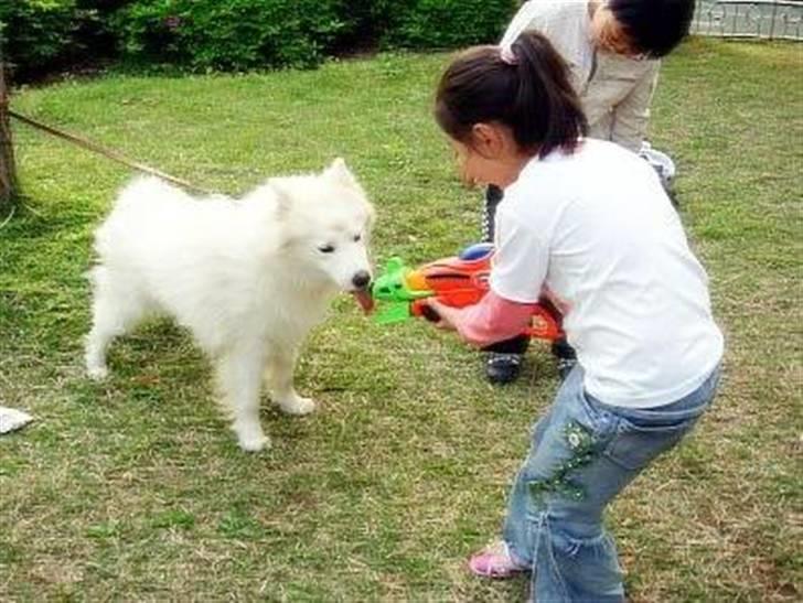 Samojedhund xiahky billede 15