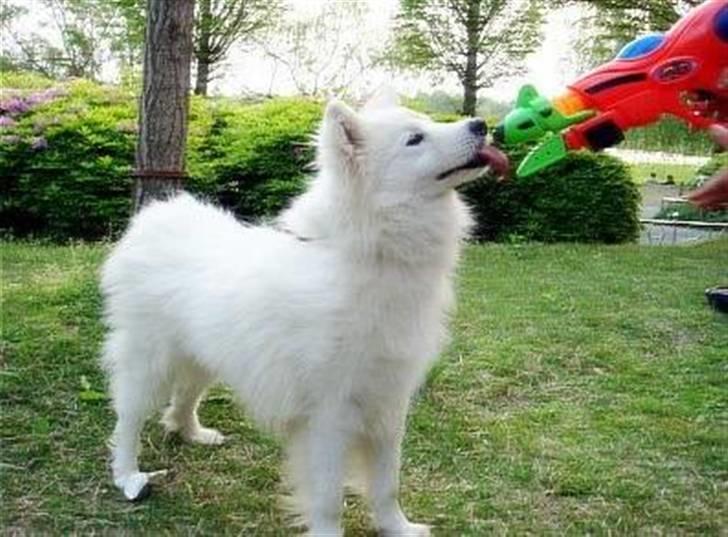 Samojedhund xiahky billede 16