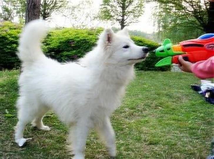 Samojedhund xiahky billede 17