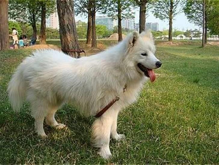 Samojedhund xiahky billede 18