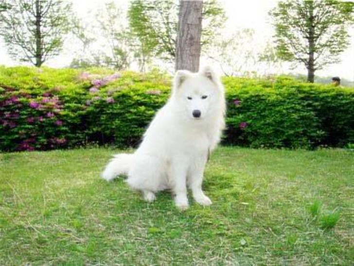 Samojedhund xiahky billede 19