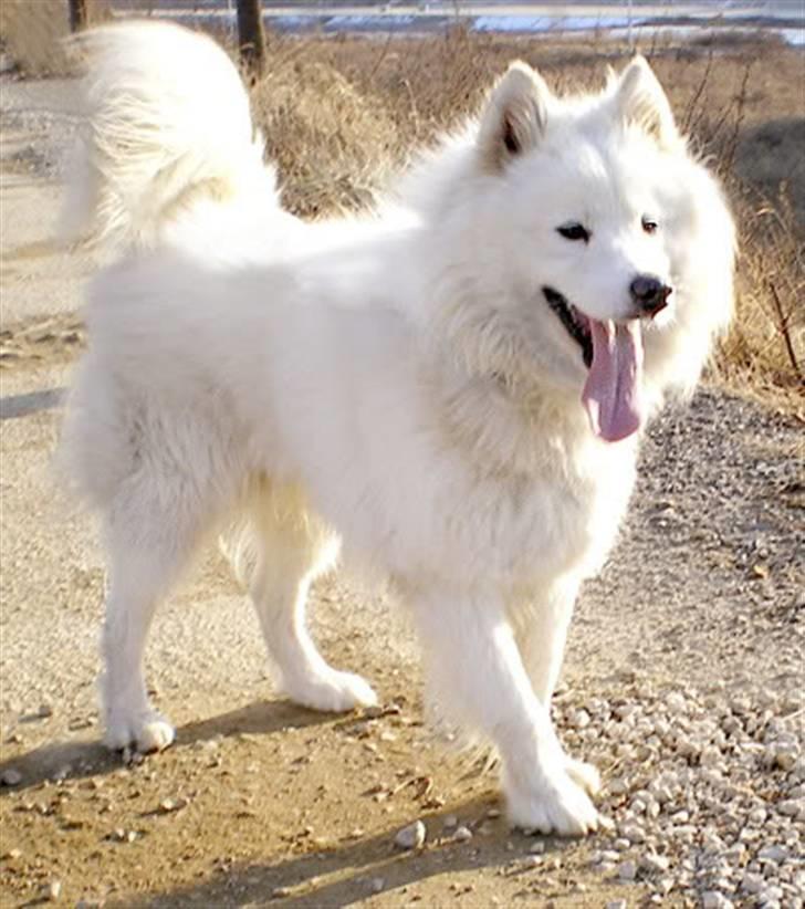 Samojedhund xiahky billede 20