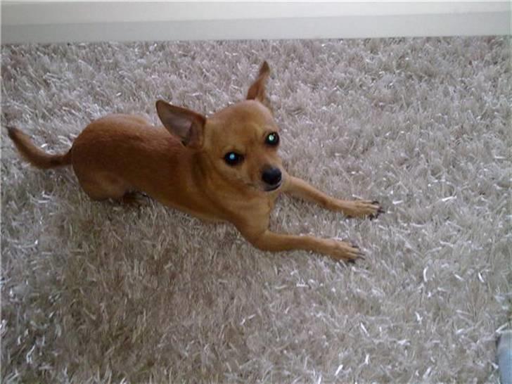 Chihuahua Chiki *<3 RIP baby <3* - Chiki billede 1