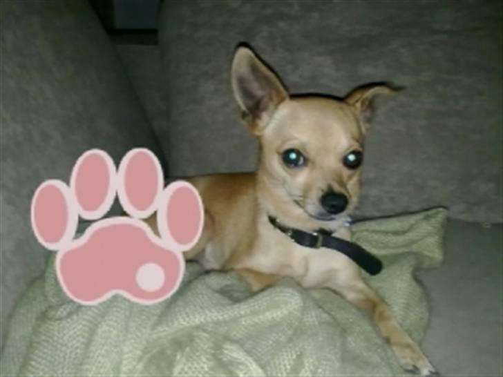Chihuahua Chiki *<3 RIP baby <3* - Chiki billede 2